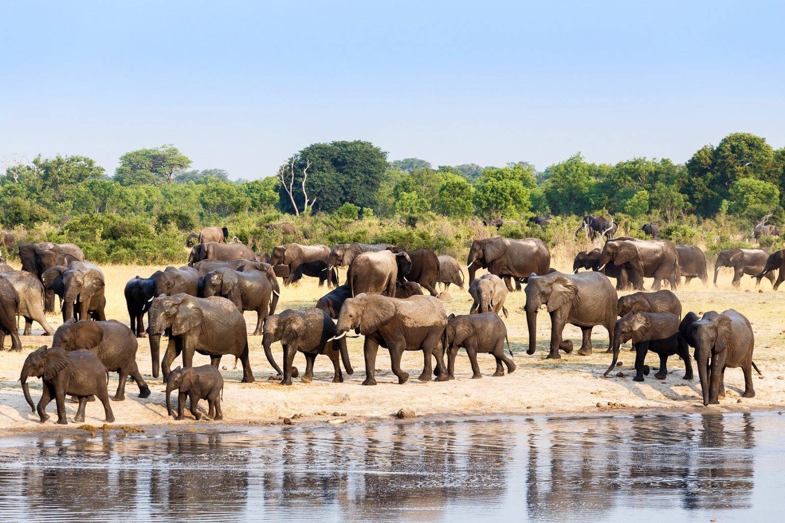 african elephants